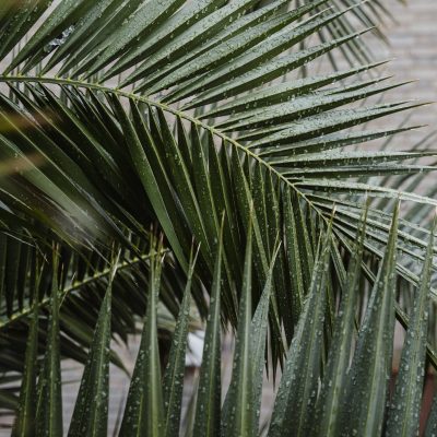 Palm with fresh verdant leaves growing in tropical exotic forest in summer in daytime